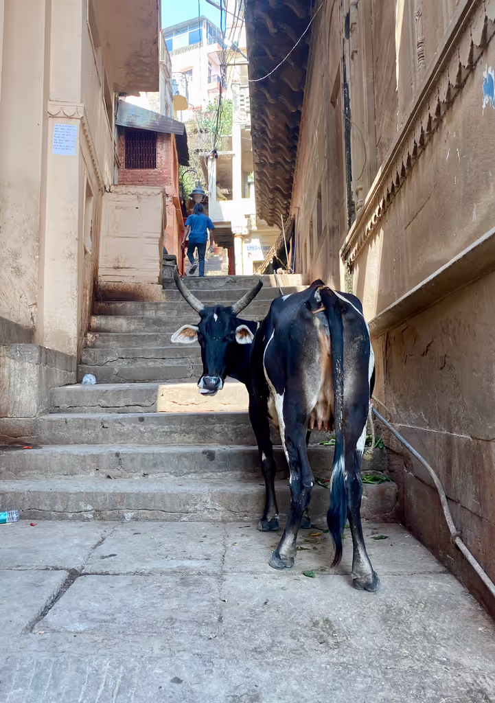 Varanasi Private Tour - Experience Varanasi 