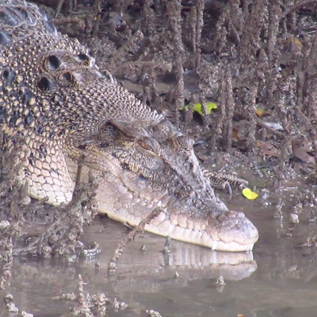 Singapore Private Tour - Saltwater Crocodile at Sungei Buloh Wetland Reserve, Singapore. Photo by Andrew Tay