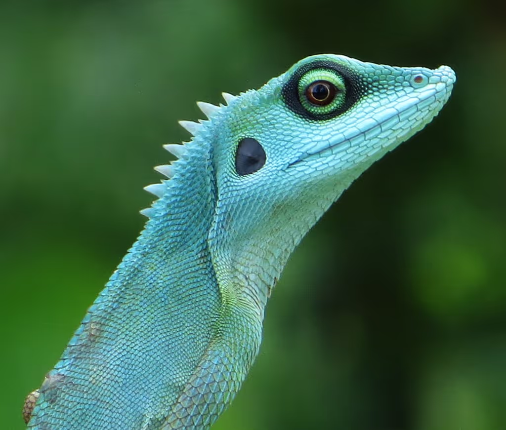 Singapore Private Tour - Green Crested Lizard, found in the forests of Sungei Buloh Wetland Reserve, Singapore. Photo by Andrew Tay
