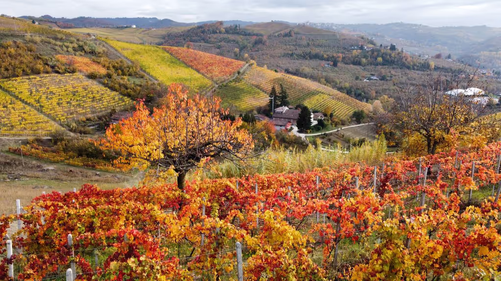 Piemonte Private Tour - Langhe landscape