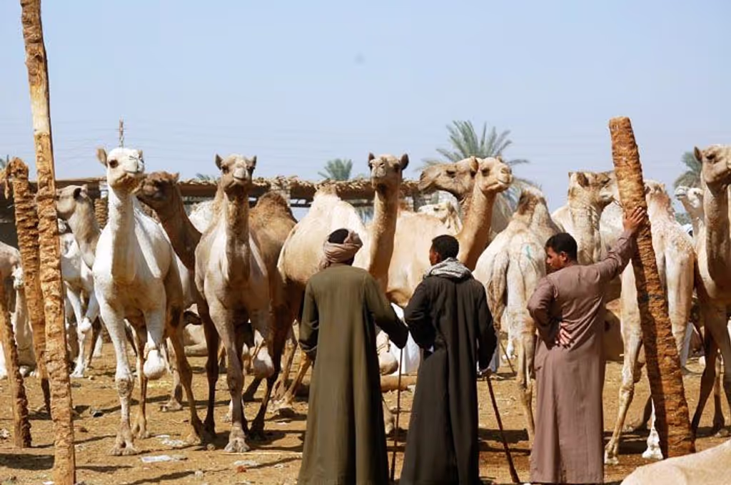 Luxor Private Tour - Aswan Camels Market 