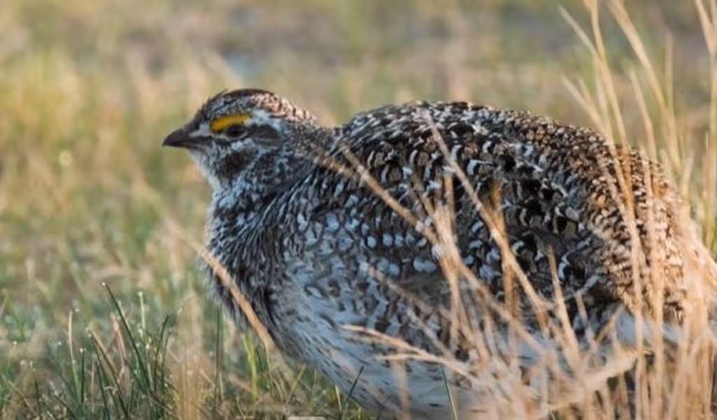 Saskatchewan Private Tour - 