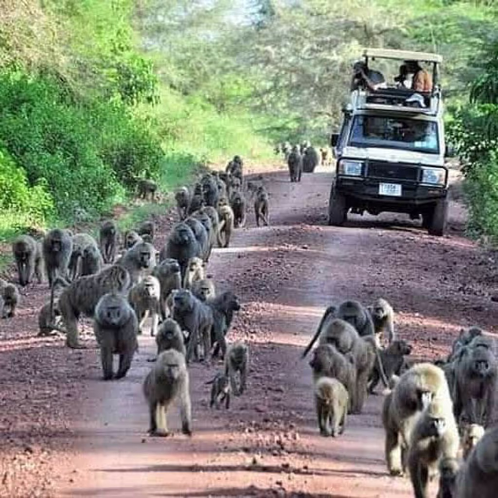 Kilimanjaro Private Tour - Lake Manyara Tanzania Safari