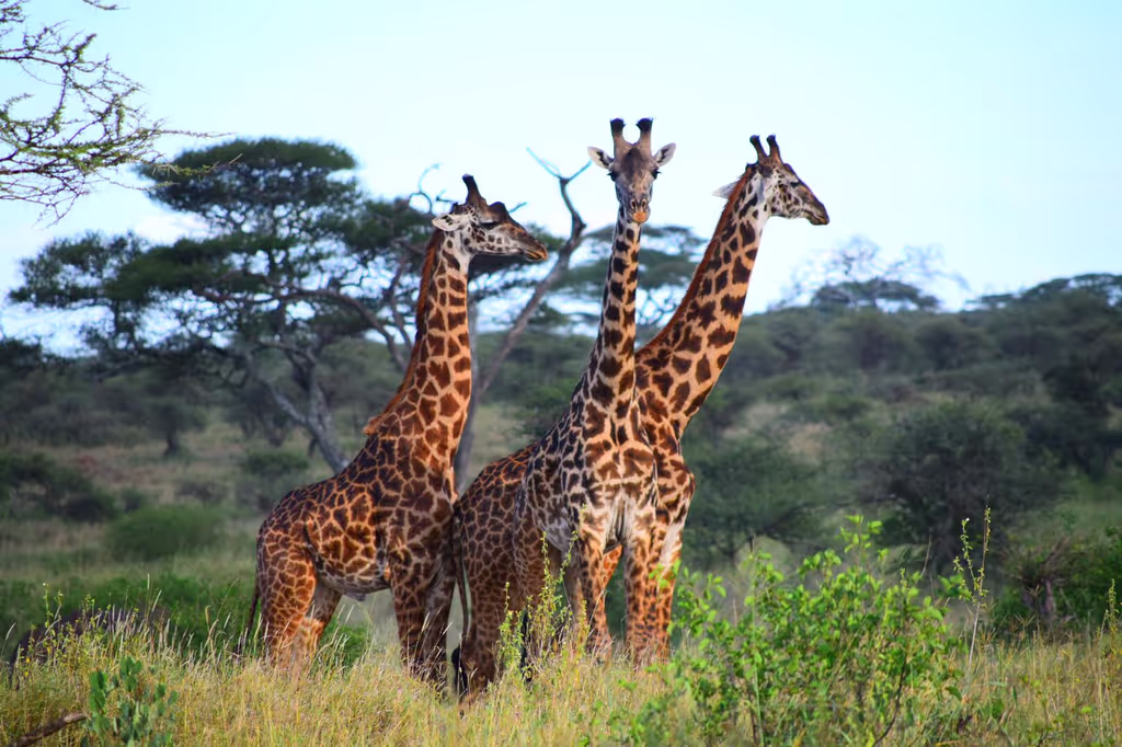 Arusha Private Tour - Tanzania safaris