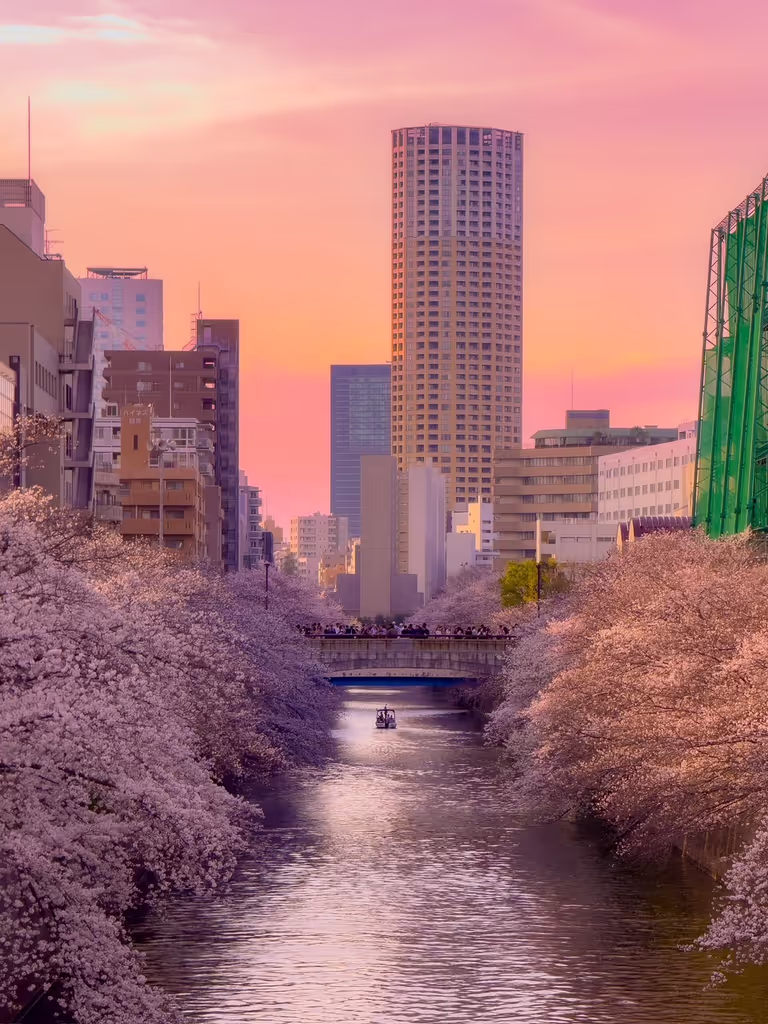 Tokyo Private Tour - Cherry blossoms and the Meguro River at dusk
