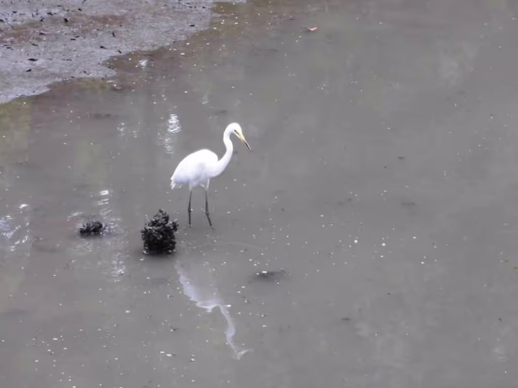 Tokyo Private Tour - White Heron