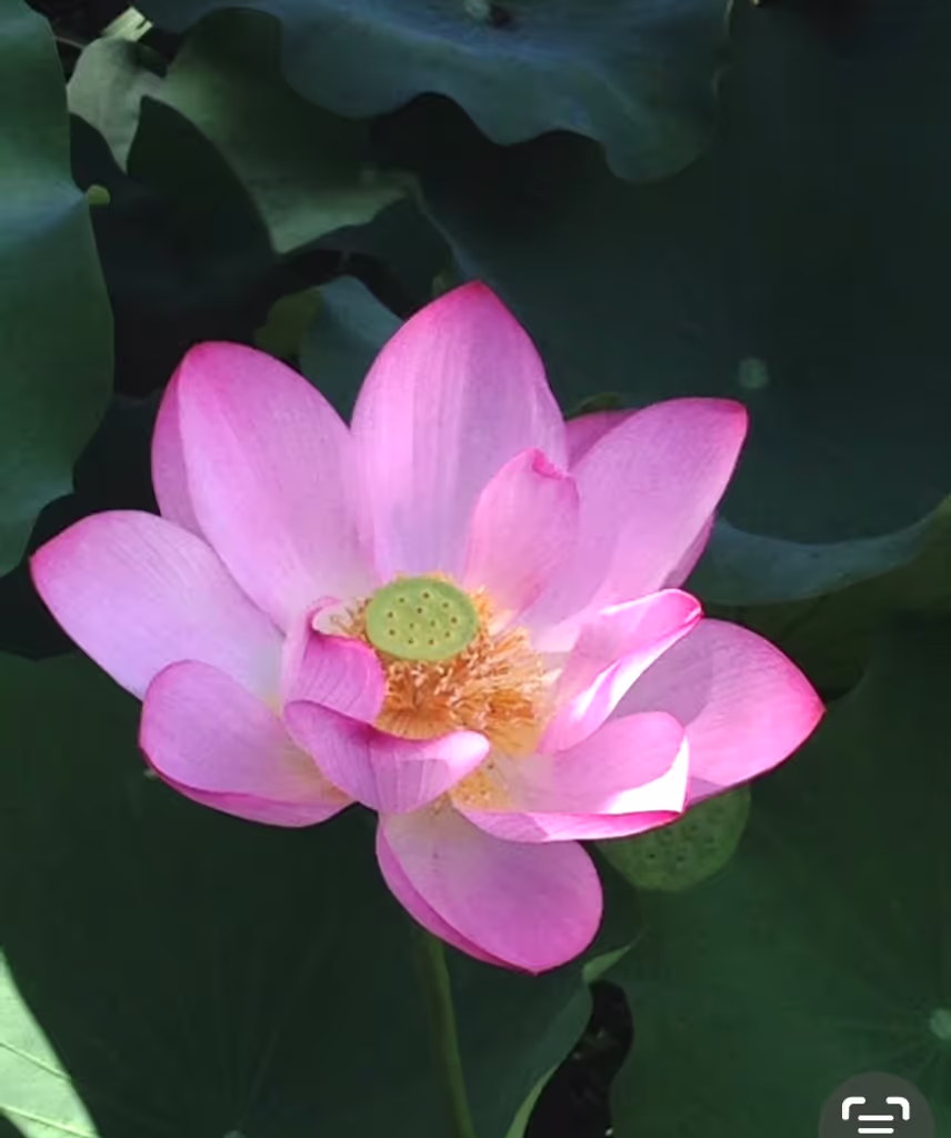 Osaka Private Tour - Lotus Buddhist symbol