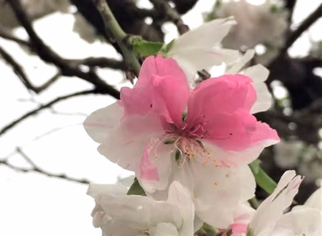 Osaka Private Tour - Gen-Pei Peach