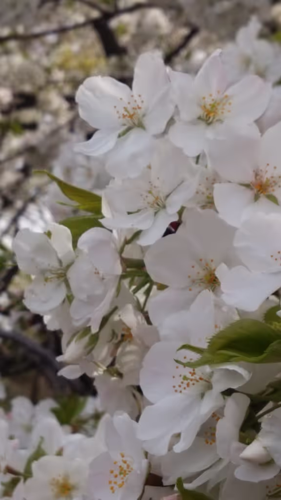 Tokyo Private Tour - 