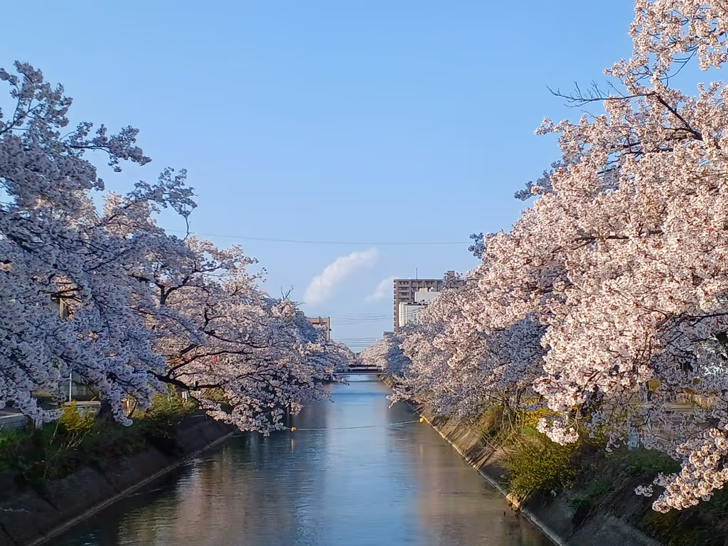 Niigata Private Tour - The Cherry Blossoms in Full Bloom