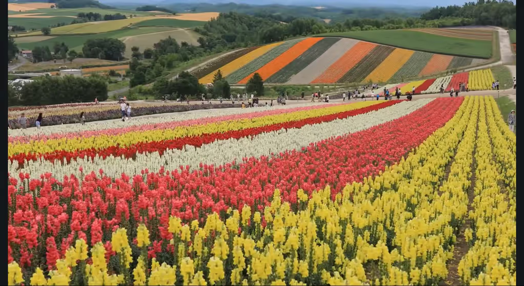 Nara Private Tour - Biei, Hokkaido