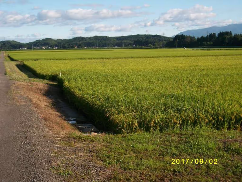 Yamagata Private Tour - Paddy  Field and The Blue Sky