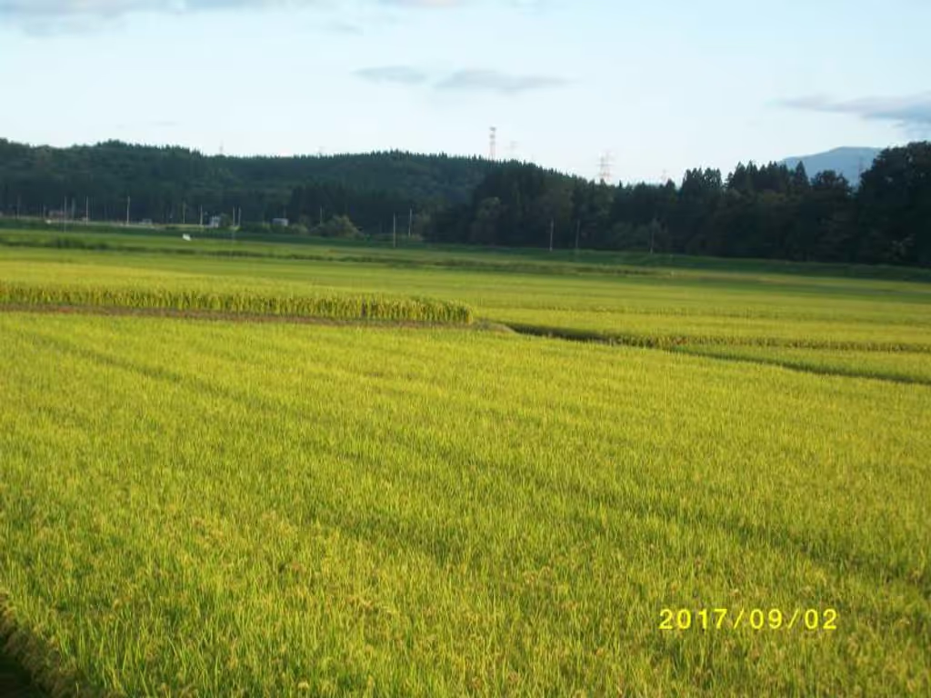 Yamagata Private Tour - Paddy Field