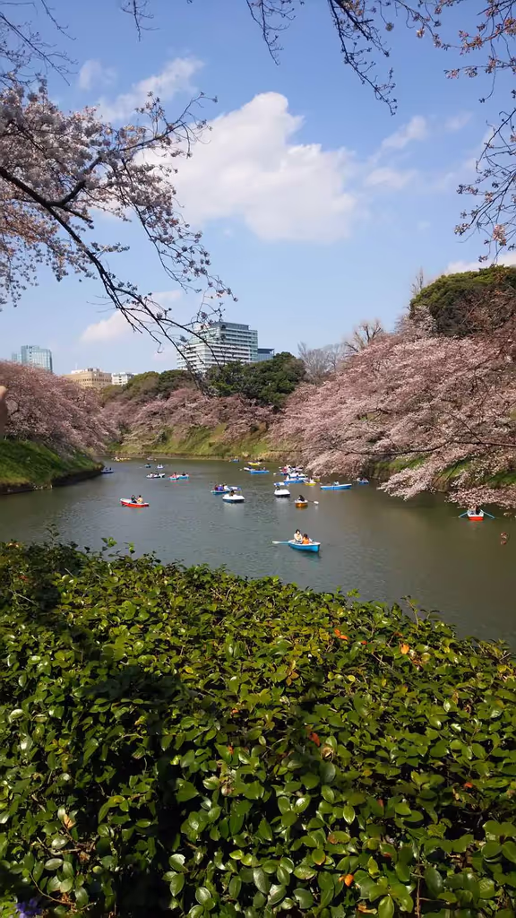 Tokyo Private Tour - Chidorigafuchi moat around the Edo castle.
Famous for cherry blossoms.
