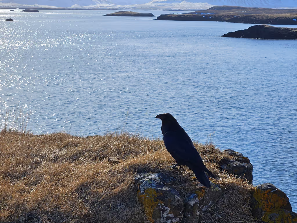 Reykjavik Private Tour - Raven looking out over the thousands of islands at at Stykkisholmur