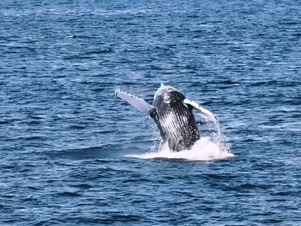 Reykjavik Private Tour - A breaching humpback