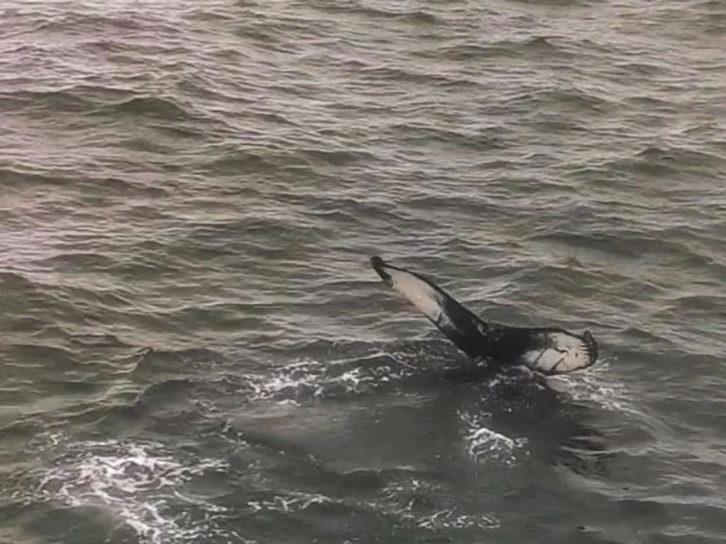 Reykjavik Private Tour - My favourite humpback whale - Bad Jelly