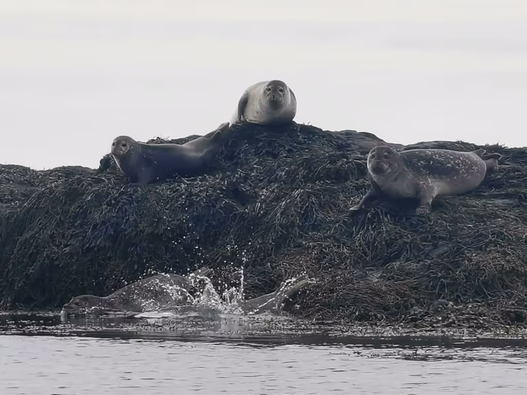 Reykjavik Private Tour - My favourite seal colony
