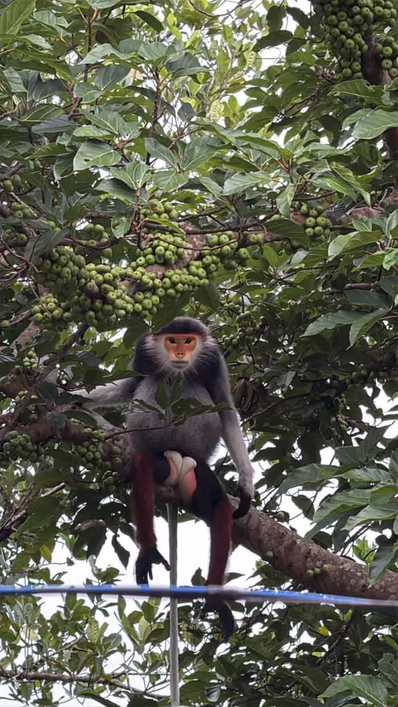 Da Nang Private Tour - Red-shanked douc (Son Tra Peninsula)