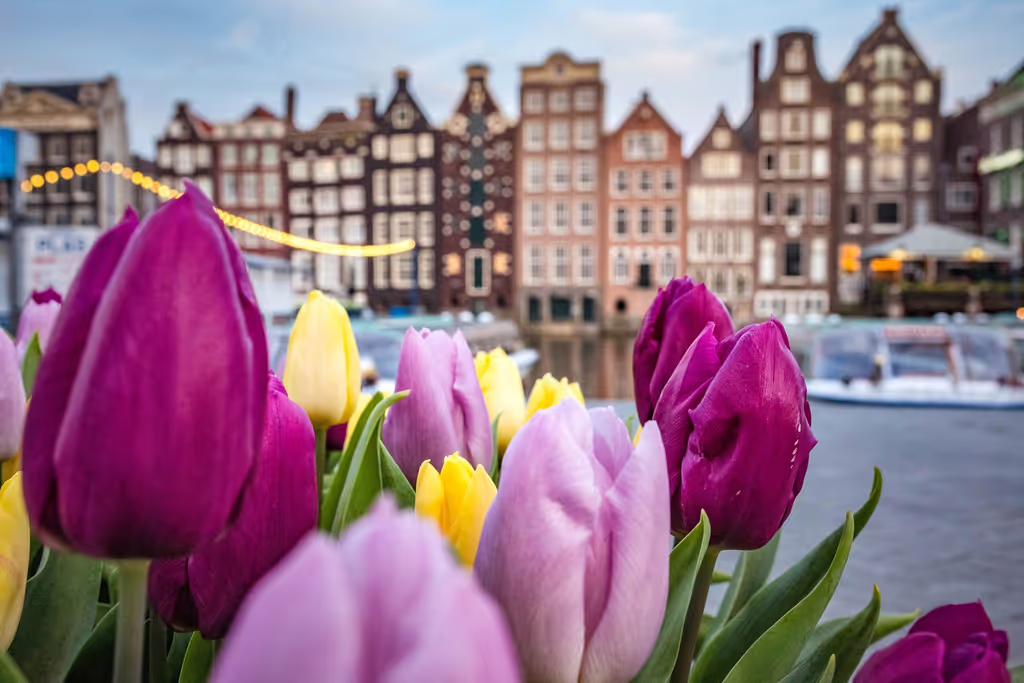 Amsterdam Private Tour - Blossoming tulips at Damrak, Amsterdam