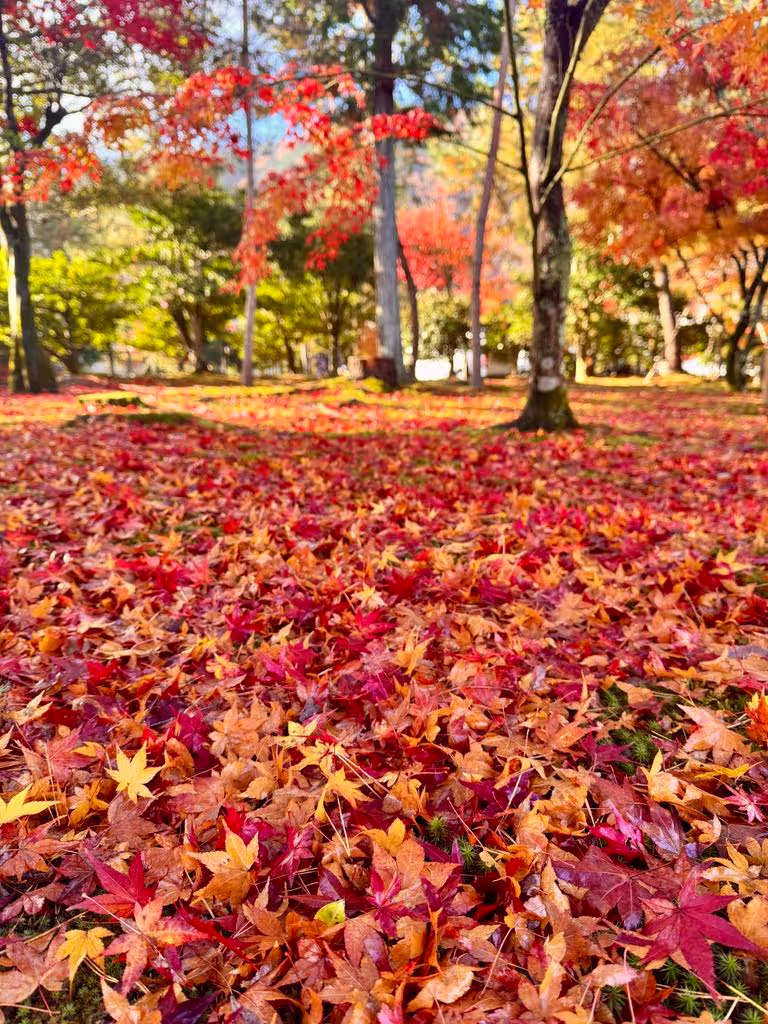 Osaka Private Tour - A sea of autumn leaves 