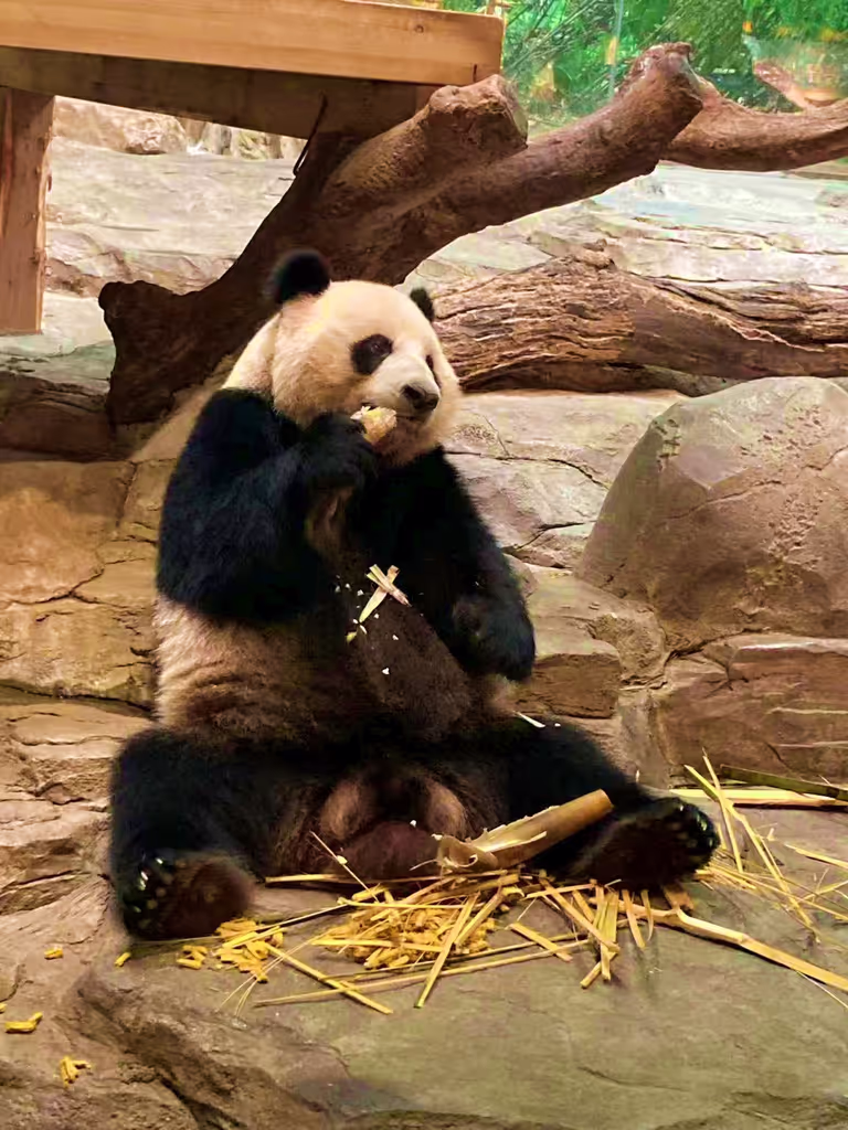 Guangzhou Private Tour - Panda at lunch