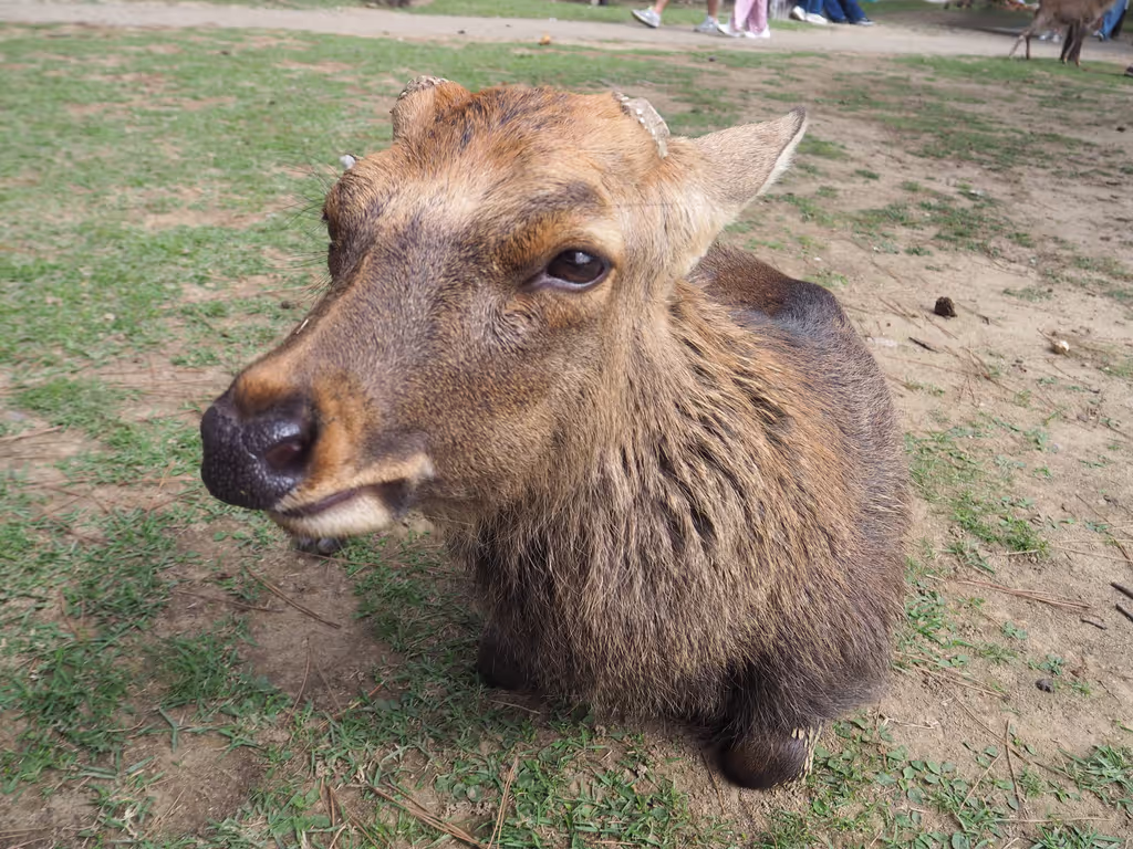 Osaka Private Tour - Nara Park deer