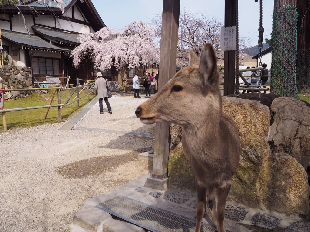 Osaka Private Tour - Nara