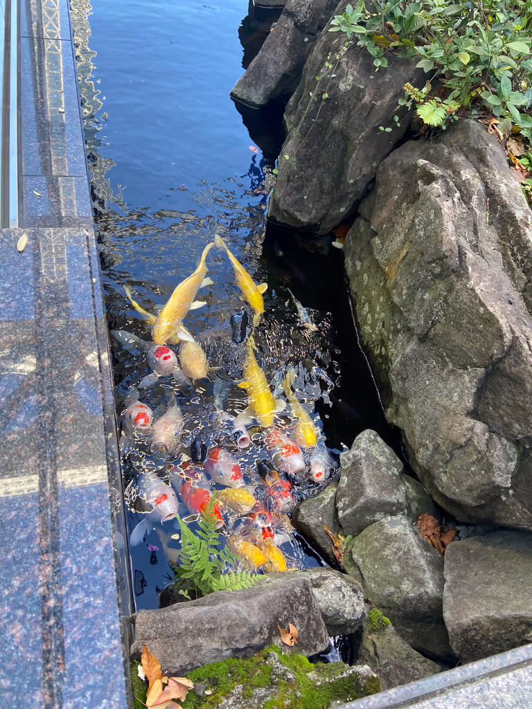 Osaka Private Tour - Koi Fish