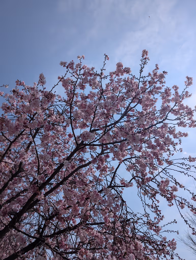 Osaka Private Tour - Let’s enjoy cherry blossoms this spring!