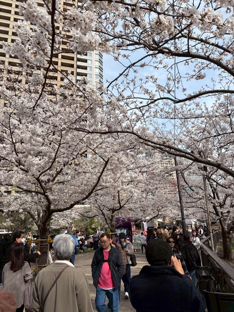 Saitama Private Tour - Cherry blossoms