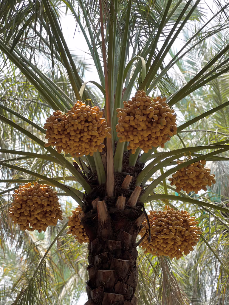 Abu Dhabi Private Tour - 