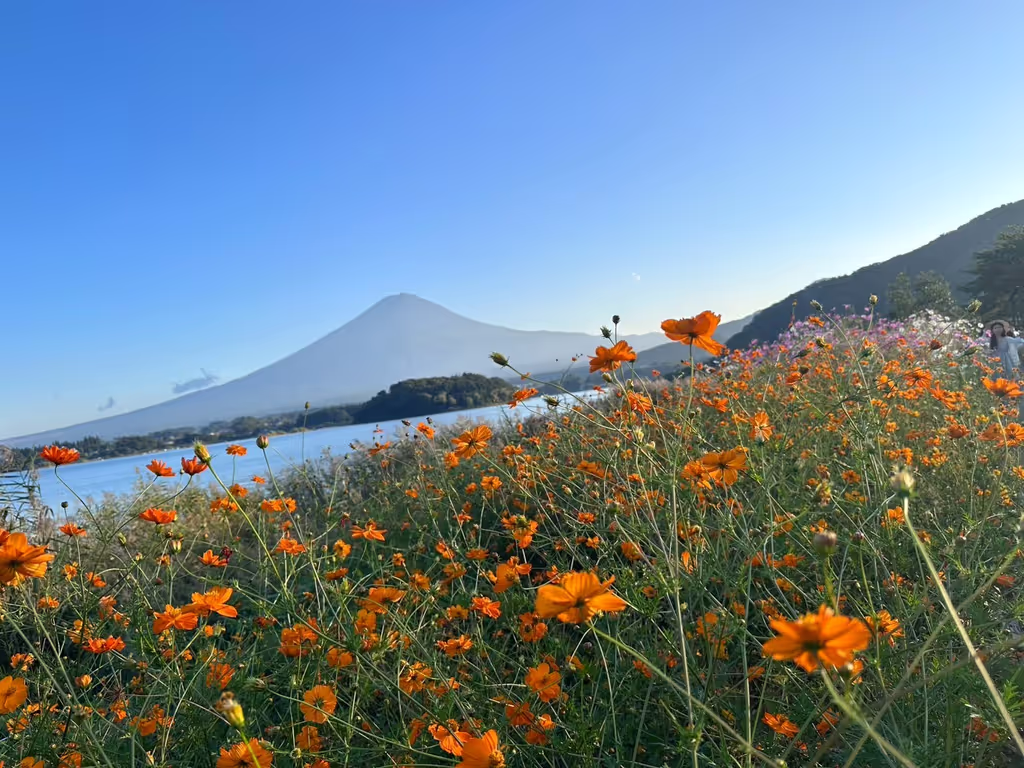 Yamanashi Private Tour - Oishi park at Lake Kawaguchi