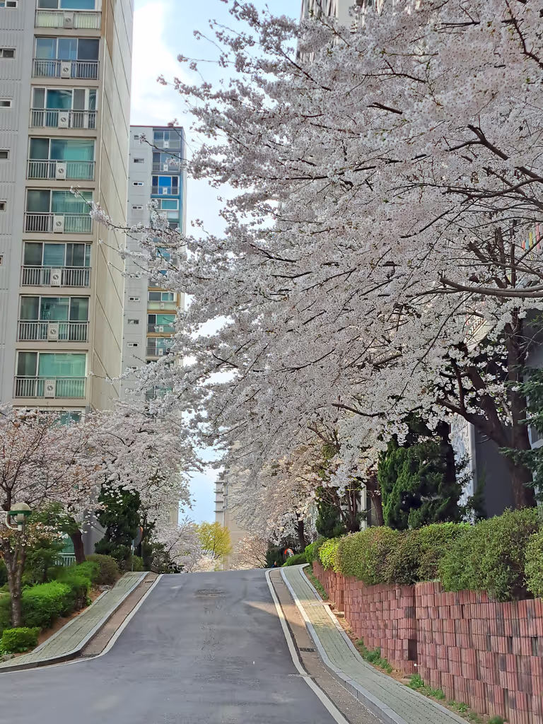 Seoul Private Tour - Spring at My apartment