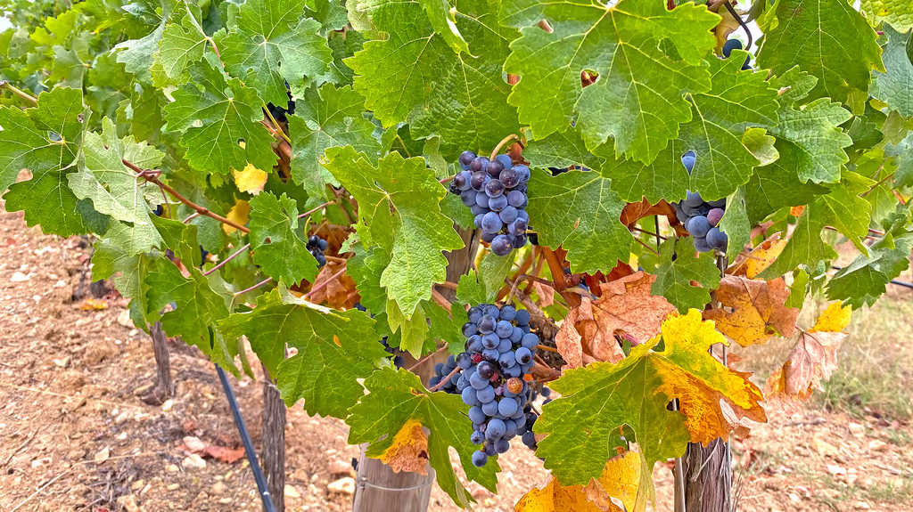 Lisbon Private Tour - Wine Experiences Portugal