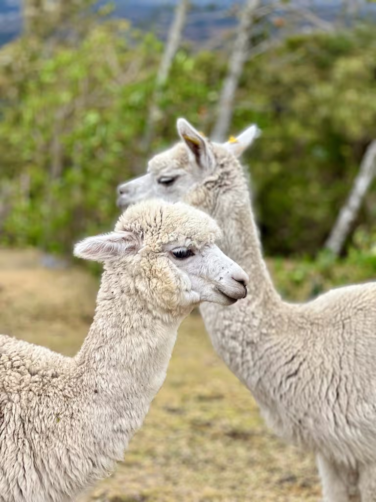 Pichincha Private Tour - 