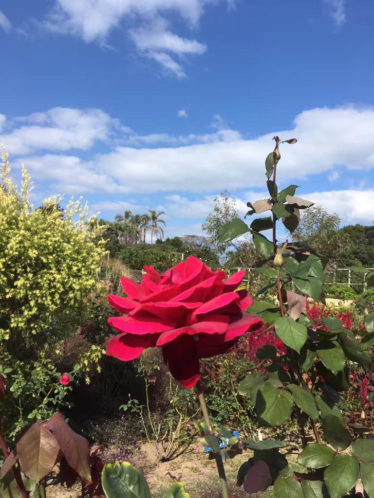Miyazaki Private Tour - Ikoma plateau