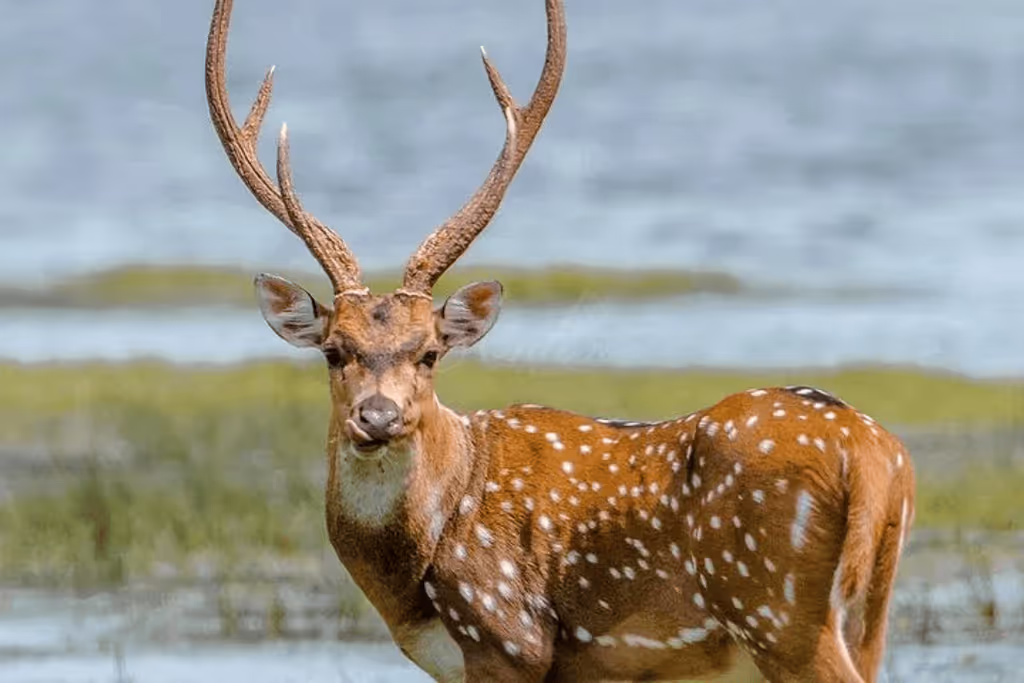 Matara Private Tour - 