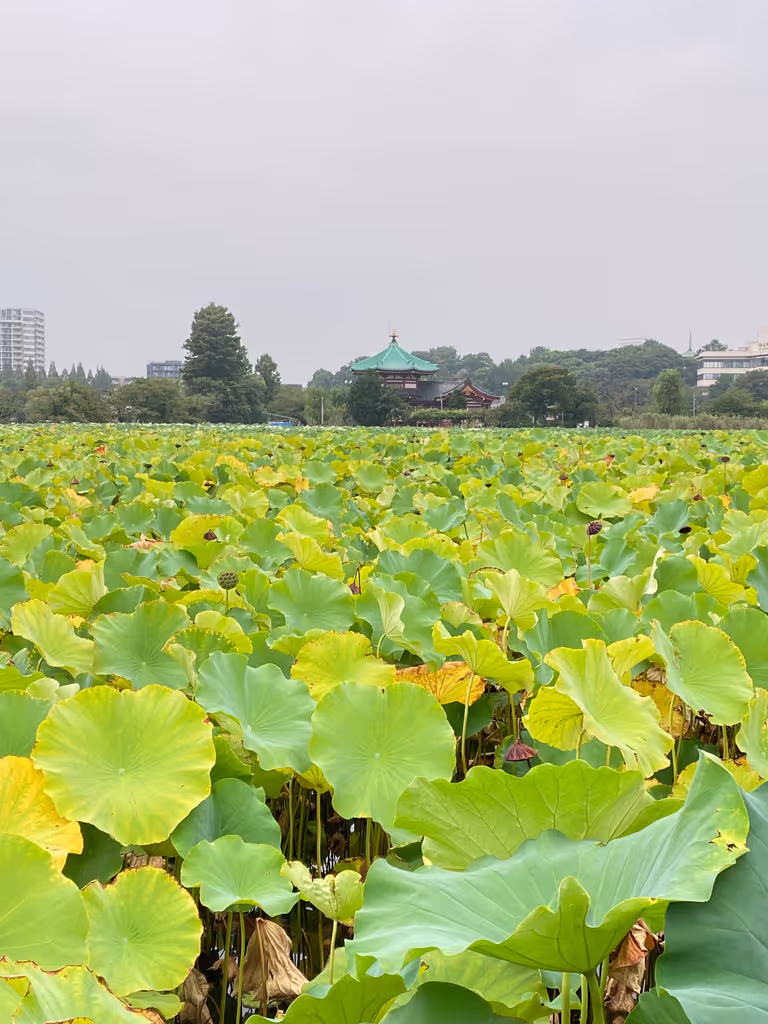 Kanagawa Private Tour - Der Ueno-Park