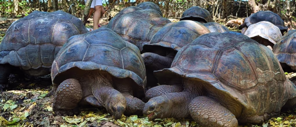 Zanzibar Private Tour - 