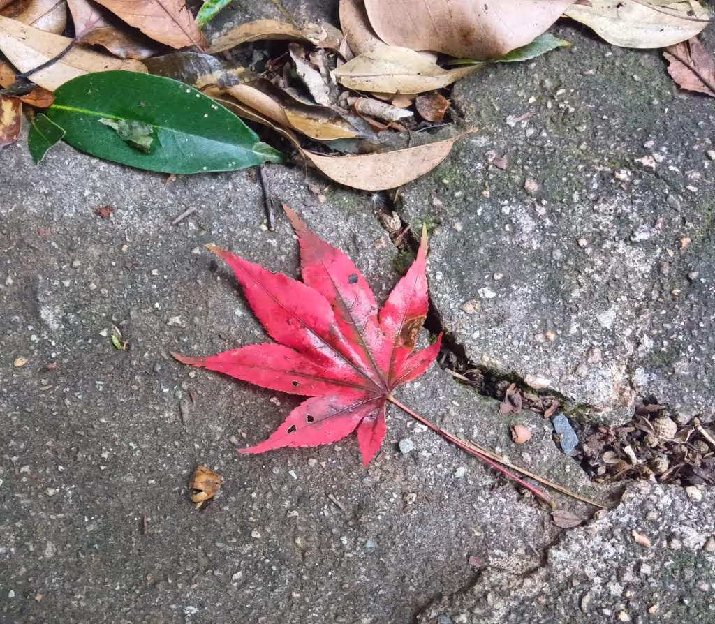 Ibaraki Private Tour - Feel the autumn