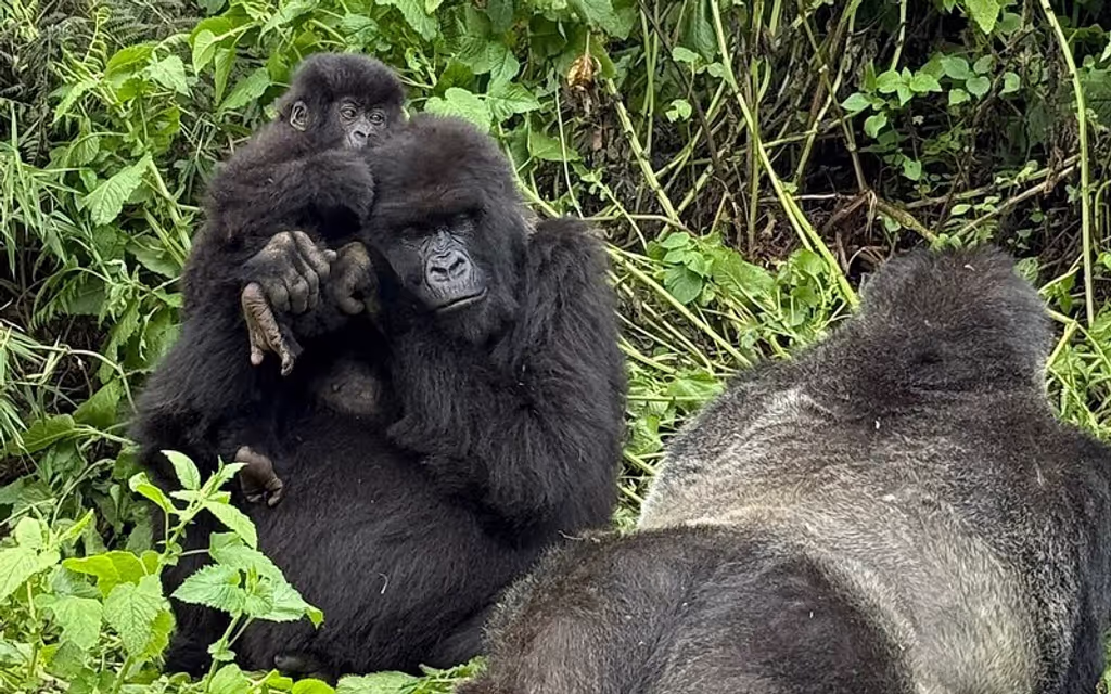 Kigali Private Tour - 