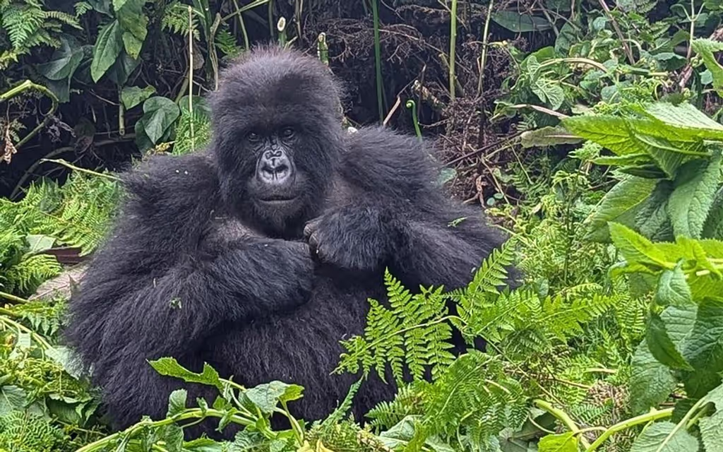 Kigali Private Tour - 