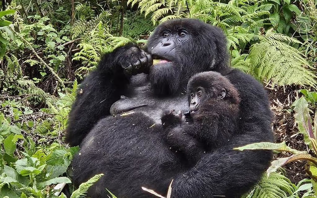 Kigali Private Tour - 