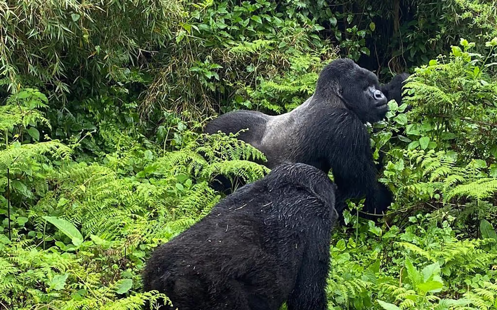 Kigali Private Tour - 