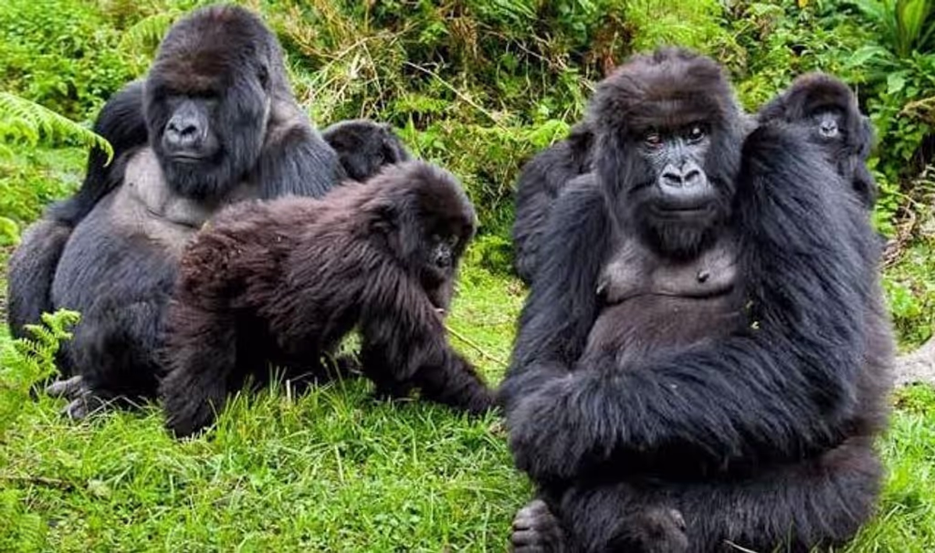 Kigali Private Tour - 