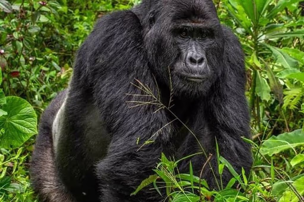 Kigali Private Tour - 