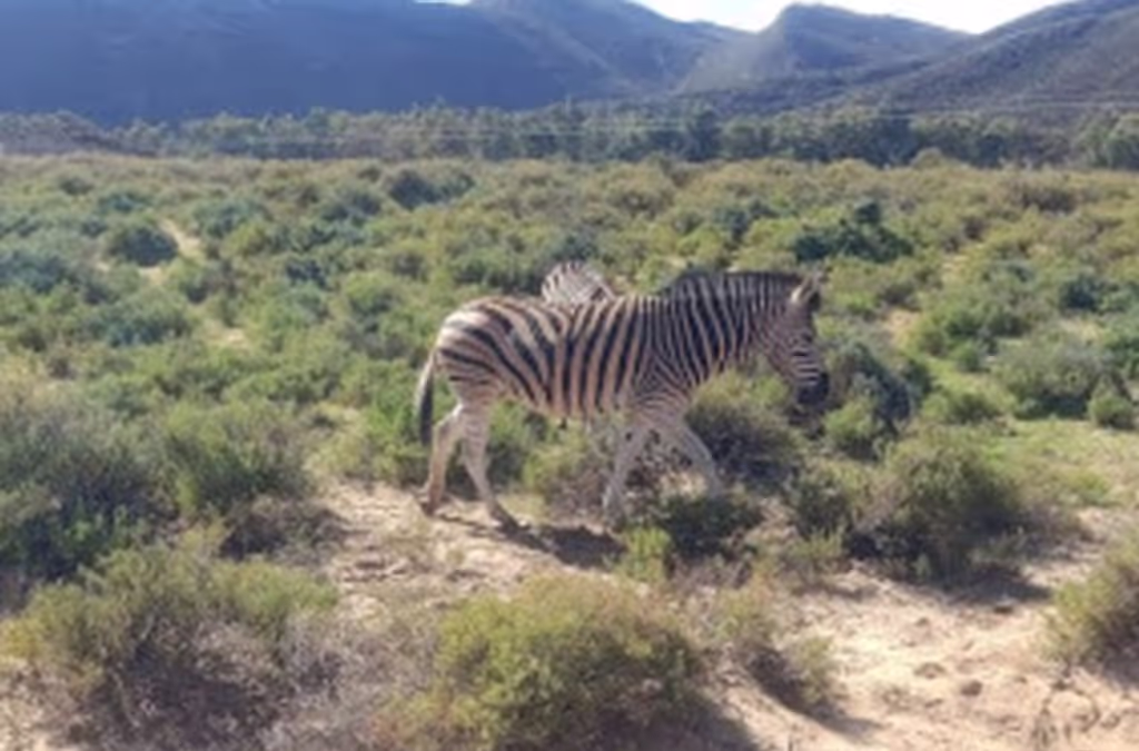 Cape Town Private Tour - 