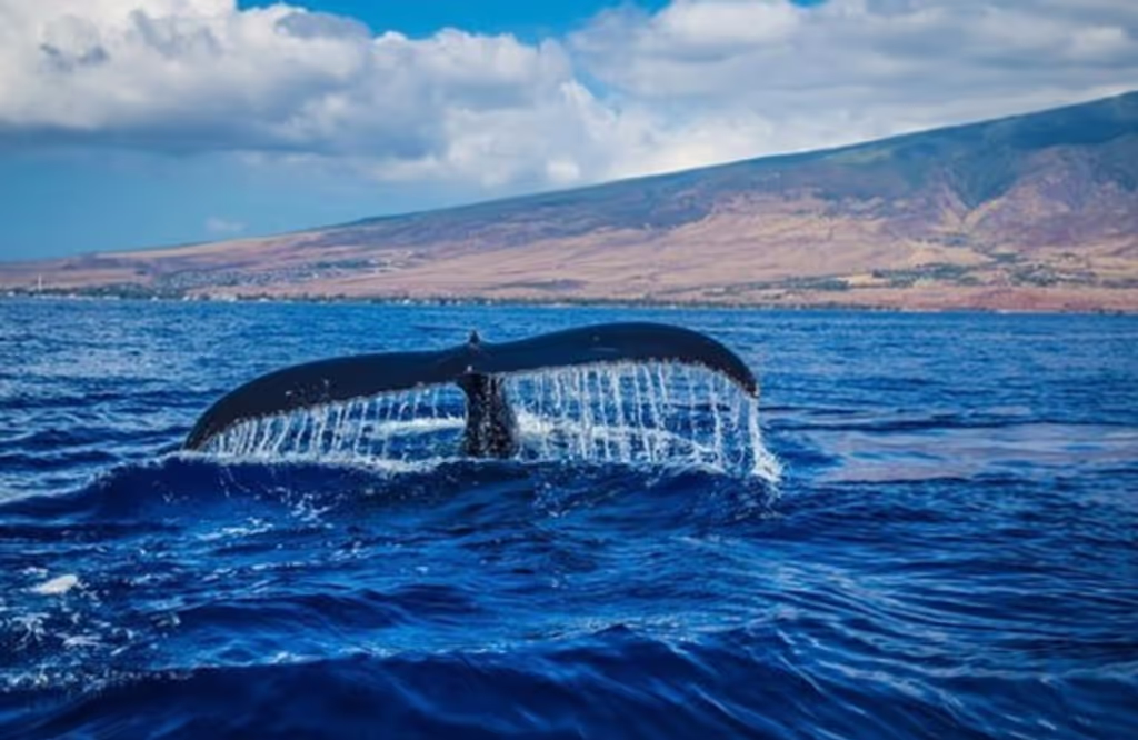 Cape Town Private Tour - 