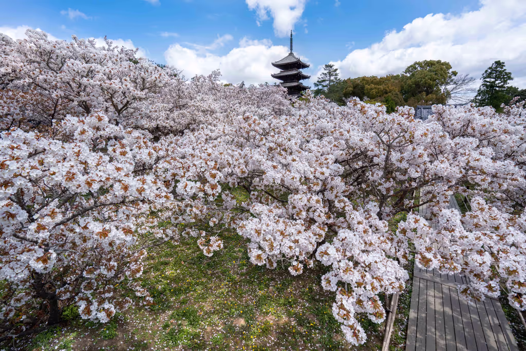 Kyoto Private Tour -  I also enjoy taking landscape photos in Kyoto.